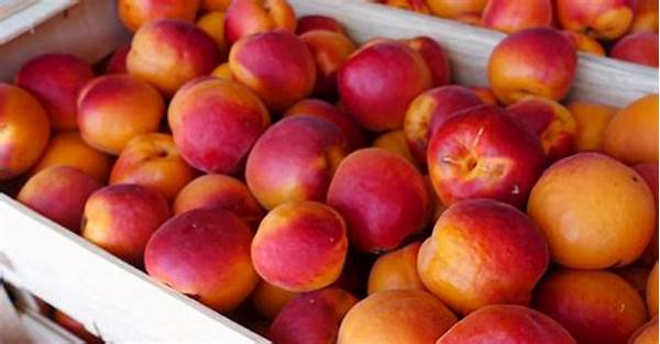 Ditch The Struggle: Why Trying Local Apricot Products Is A Must-do Culinary Experience!