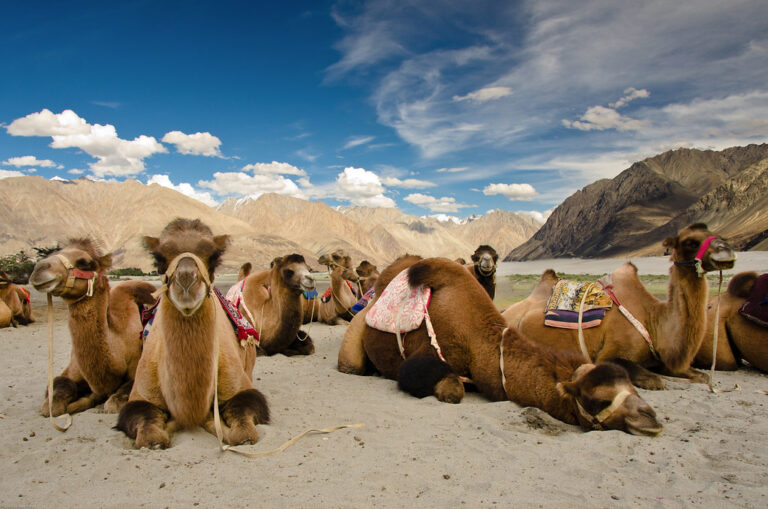 Menyusuri Gurun Dingin Ladakh, Sensasi Unik Camel Safari di Hunder yang Jarang Diketahui Wisatawan