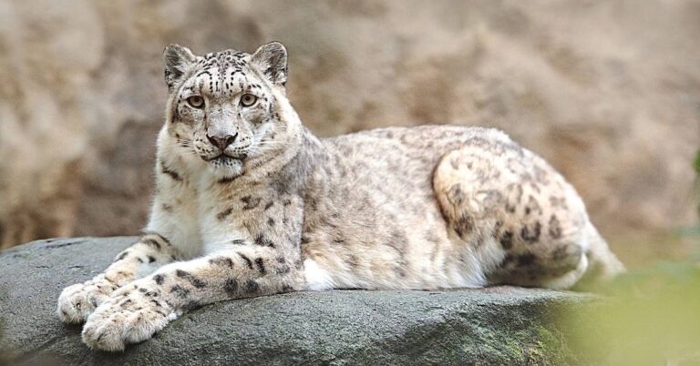 Sensasi Melihat Snow Leopard Ladakh, Satwa Misterius yang Sulit Ditemukan di Pegunungan Himalaya